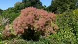 Cotinus coggygria 'Young Lady', 5-pack