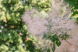 Cotinus coggygria 'Young Lady', 5-pack