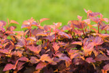 Physocarpus opulifolius LITTLE ANGEL, 3-pack