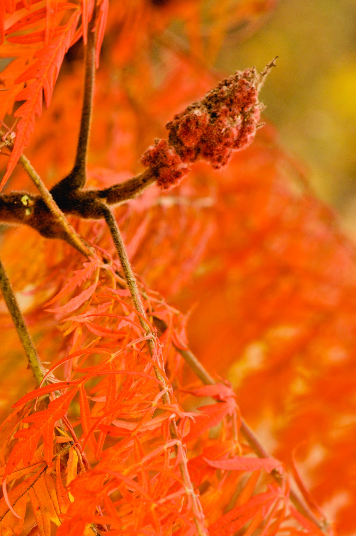 Rhus typhina TIGER EYES?, 1-pack