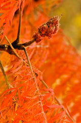 Rhus typhina TIGER EYES?, 1-pack