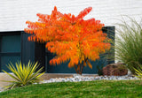 Rhus typhina TIGER EYES?, 1-pack