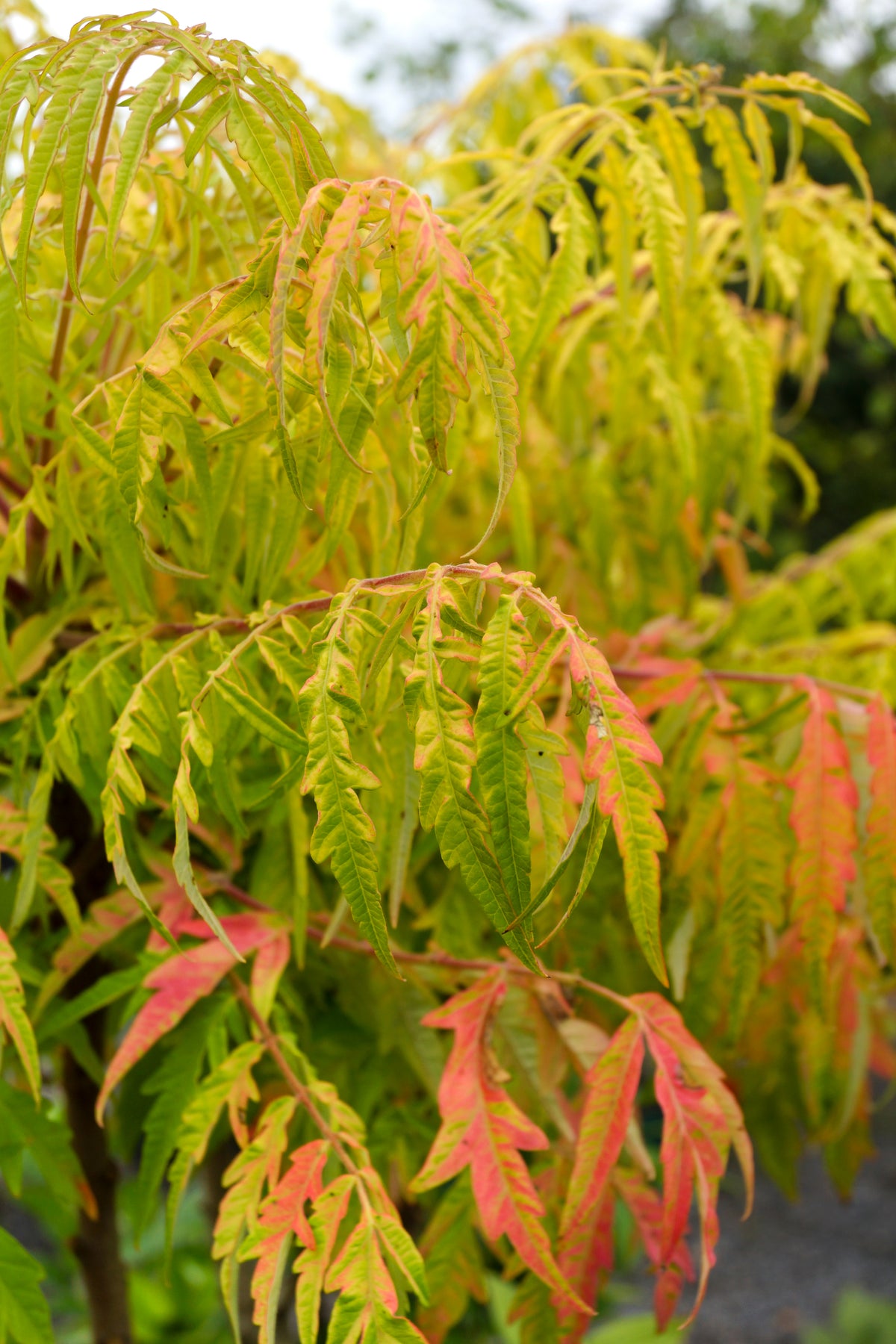 Rhus typhina TIGER EYES?, 1-pack