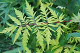 Rhus typhina TIGER EYES?, 1-pack