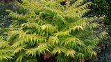 Rhus typhina TIGER EYES?, 1-pack