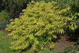 Rhus typhina TIGER EYES?, 1-pack