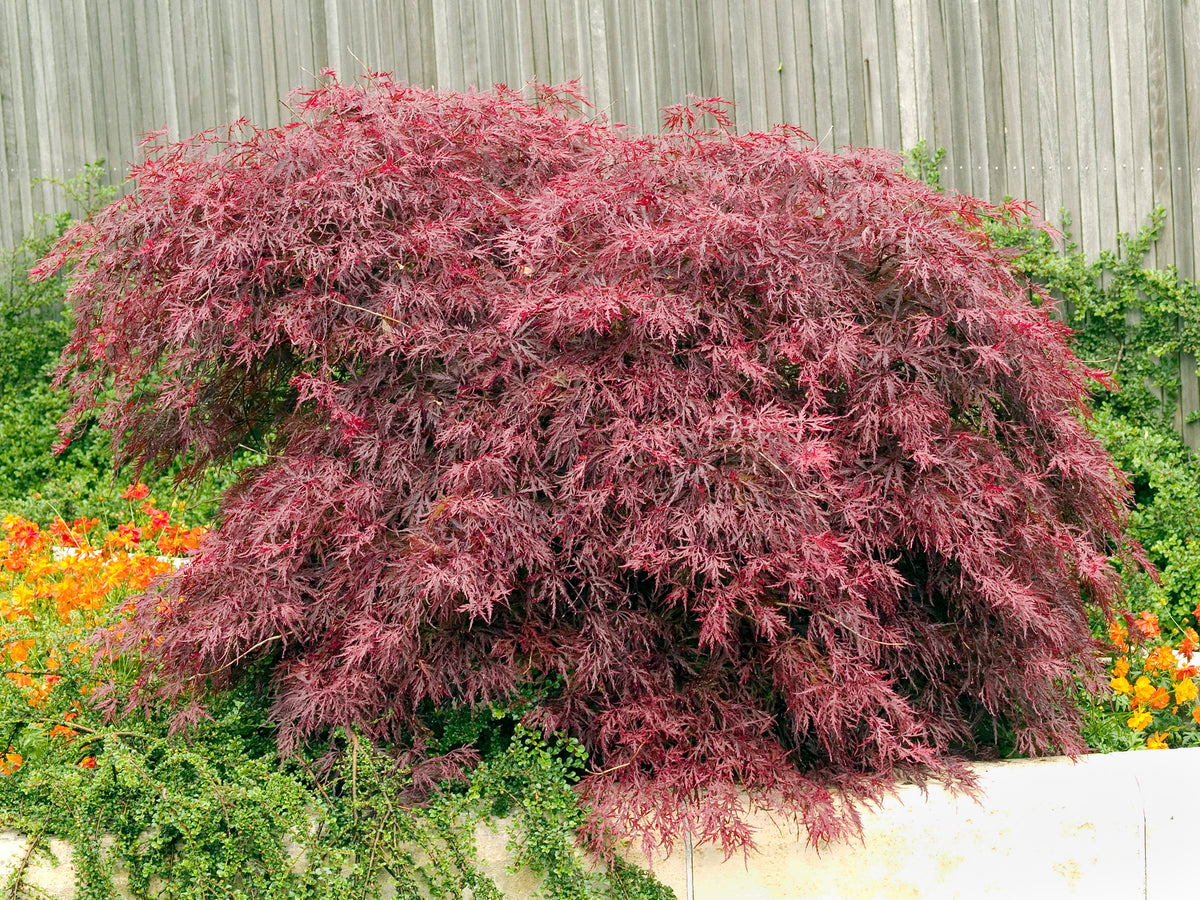 Acer palmatum 'Garnet', 1-pack