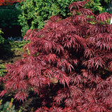 Acer palmatum 'Garnet', 1-pack