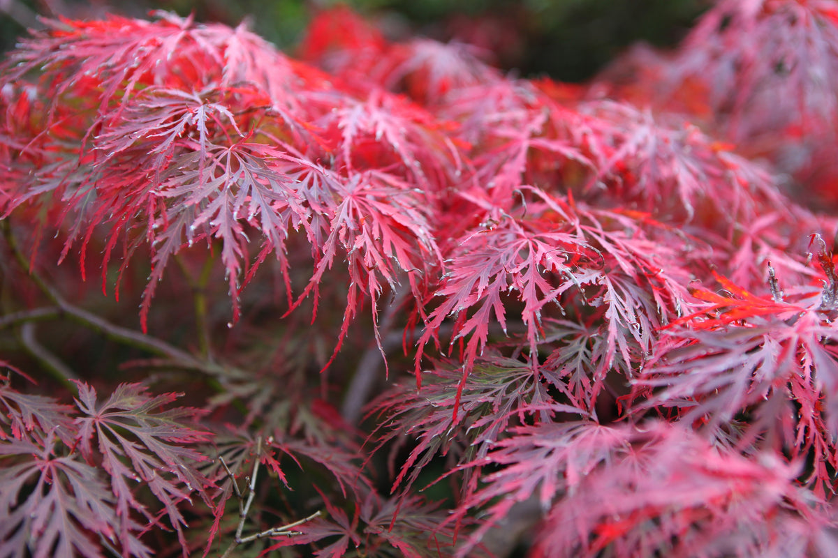 Acer palmatum 'Garnet', 1-pack