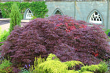 Acer palmatum 'Garnet', 1-pack