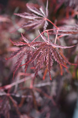 Acer palmatum 'Garnet', 1-pack