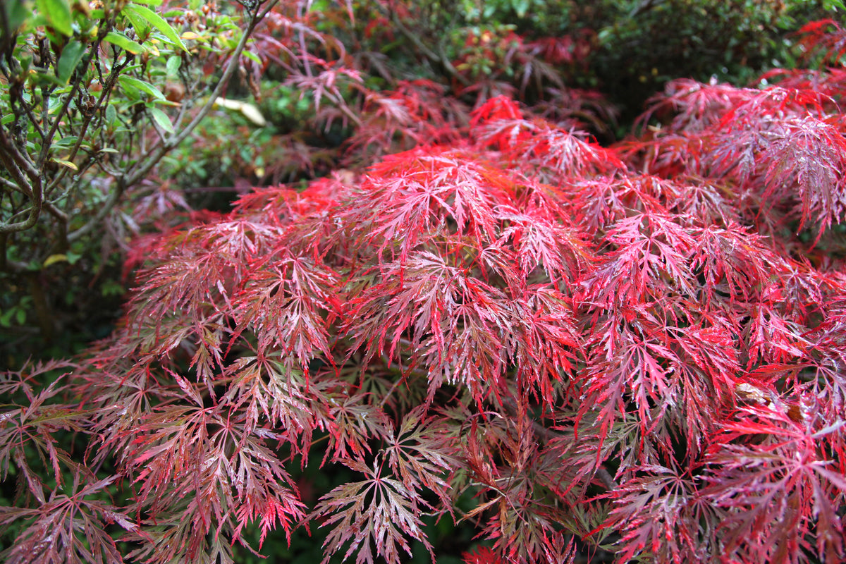 Acer palmatum 'Garnet', 1-pack