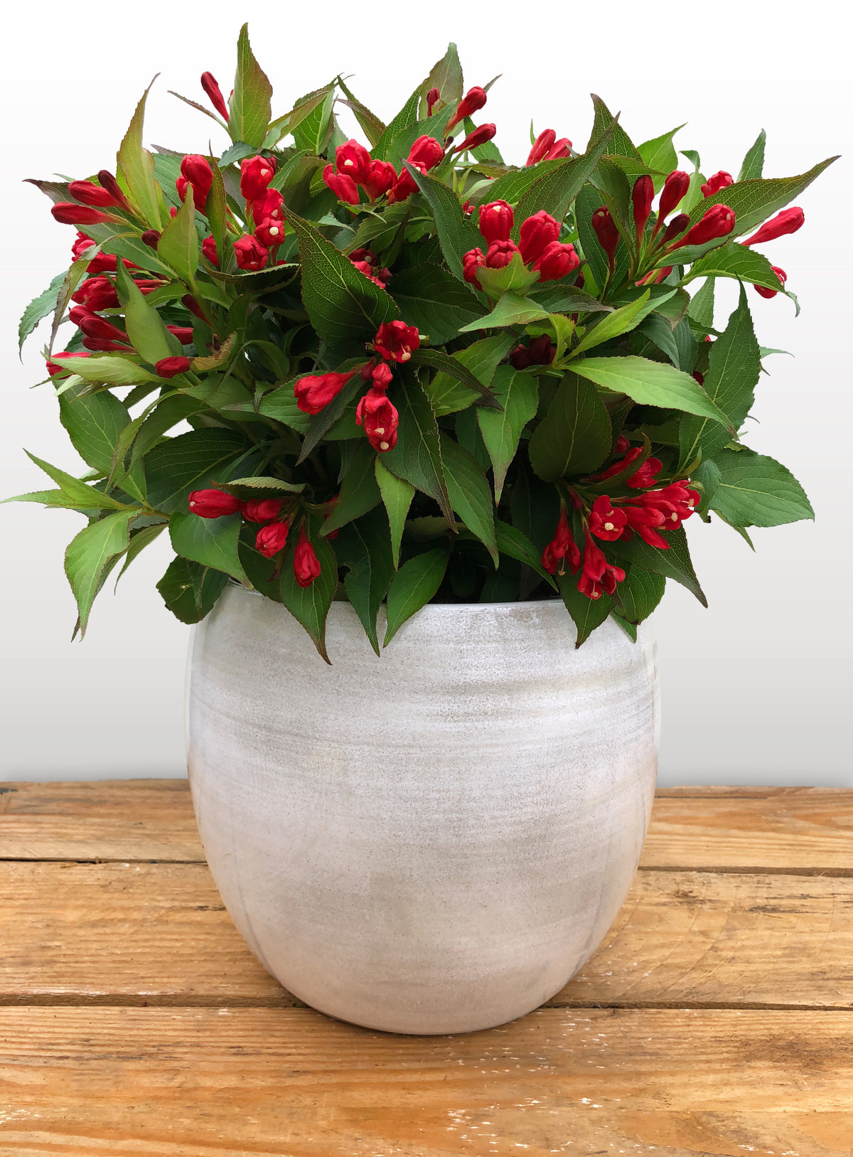 Weigela ALL SUMMER RED, 1-pack