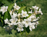 Weigela 'Bristol Snowflake', 1-pack