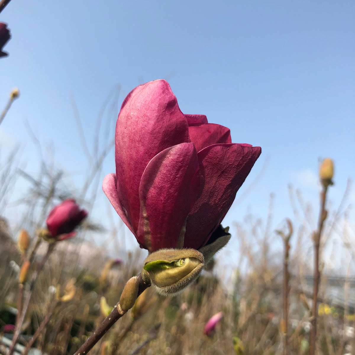 Magnolia 'Genie', 3-pack