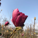 Magnolia 'Genie', 3-pack