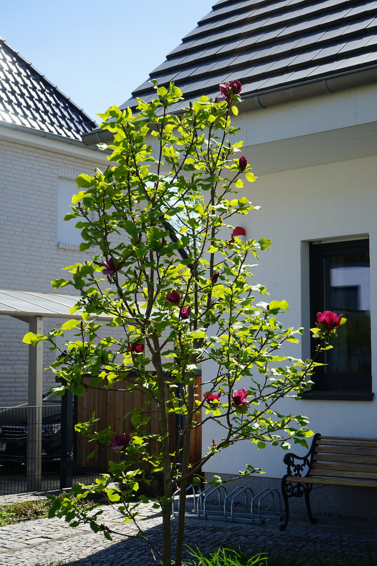 Magnolia 'Genie', 3-pack