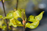 Magnolia 'Genie', 3-pack