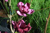 Magnolia 'Genie', 5-pack