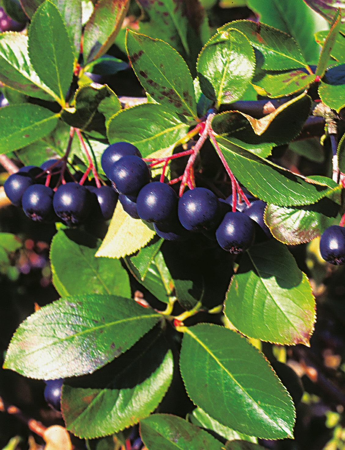 Svartaronia 'Hugin' 1-pack i kruka