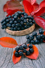 Svartaronia 'Hugin' 1-pack i kruka