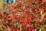 Svartaronia 'Hugin' 1-pack i kruka