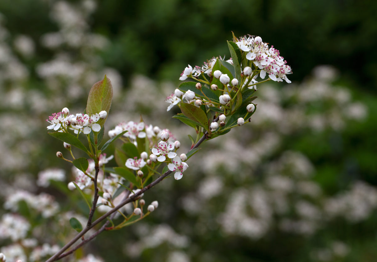 Svartaronia 'Hugin' 10-pack i kruka