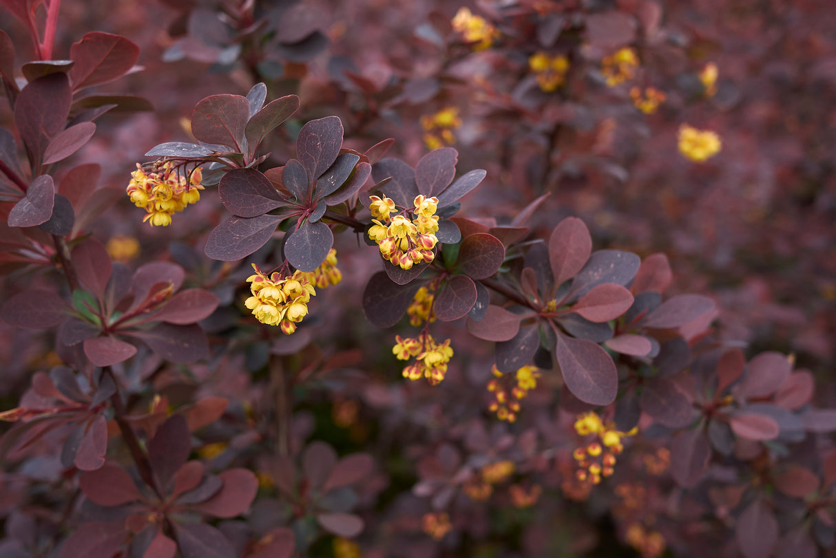 Röd Häckberberis 'Atropurpurea' 10-pack i kruka