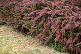 Röd Häckberberis 'Atropurpurea' 5-pack i kruka