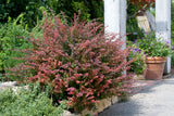 Röd Häckberberis 'Atropurpurea' 3-pack i kruka