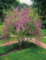 Sommarbuddleja co 3-pack