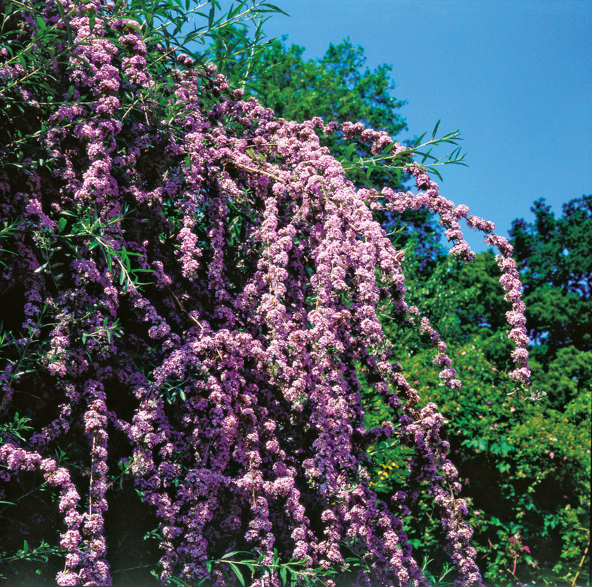 Sommarbuddleja co 3-pack