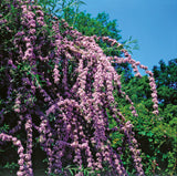 Sommarbuddleja co 3-pack
