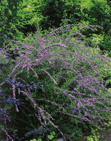 Sommarbuddleja co 1-pack