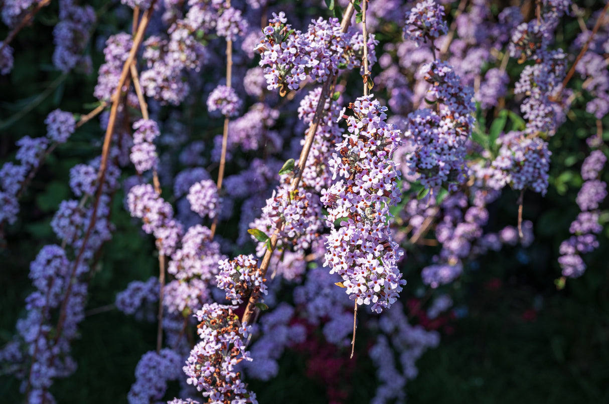 Sommarbuddleja co 1-pack