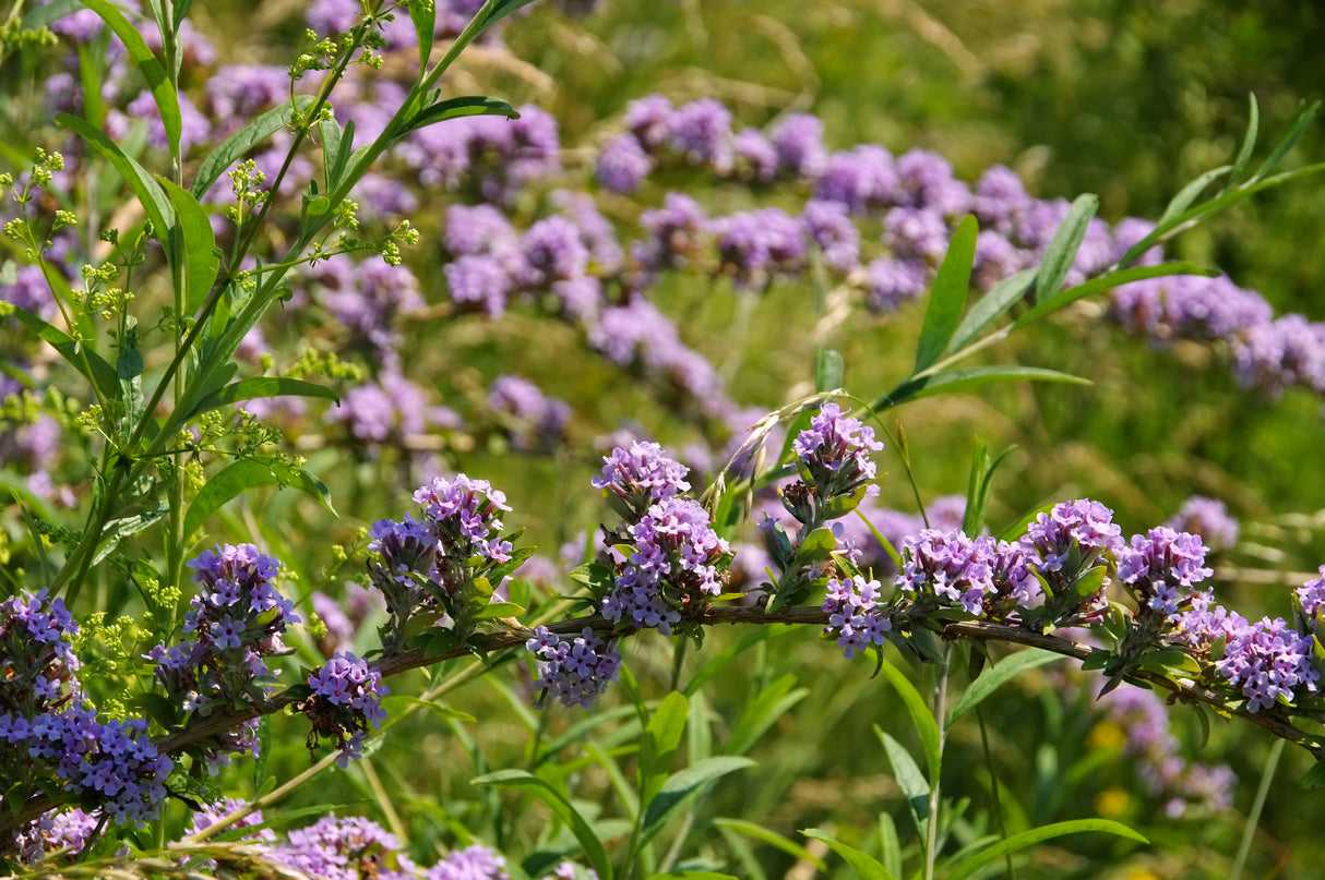 Sommarbuddleja co 1-pack