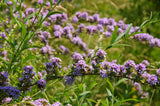 Sommarbuddleja co 1-pack