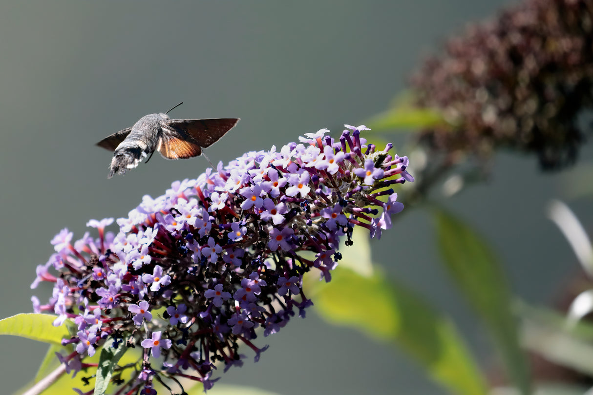 Sommarbuddleja co 1-pack
