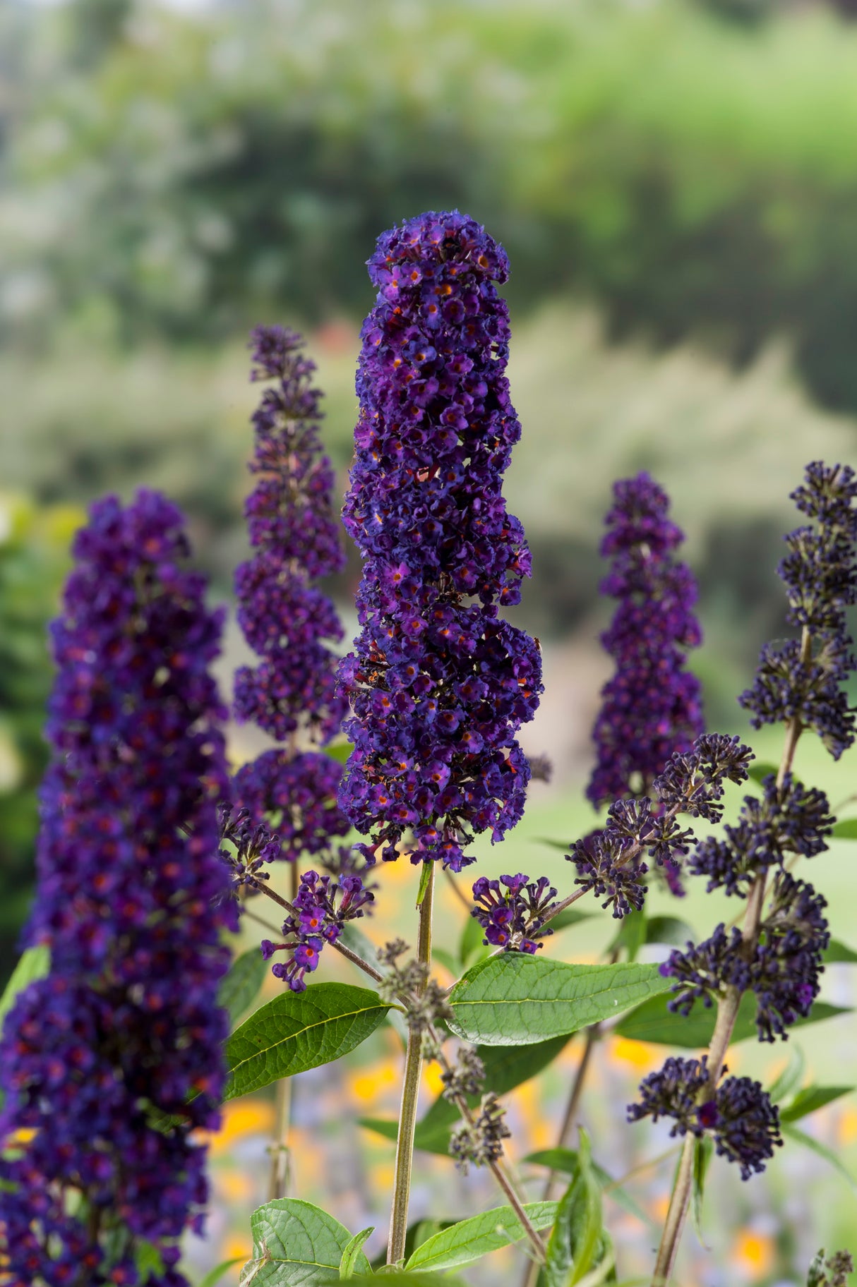 Syrenbuddleja 'Black Knight' co 1-pack