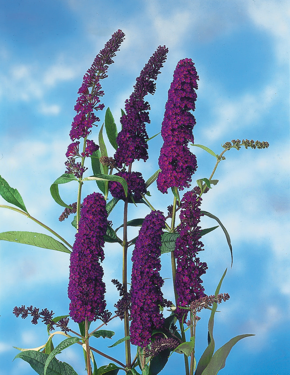 Syrenbuddleja 'Black Knight' co 1-pack