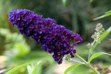 Syrenbuddleja 'Black Knight' co 3-pack