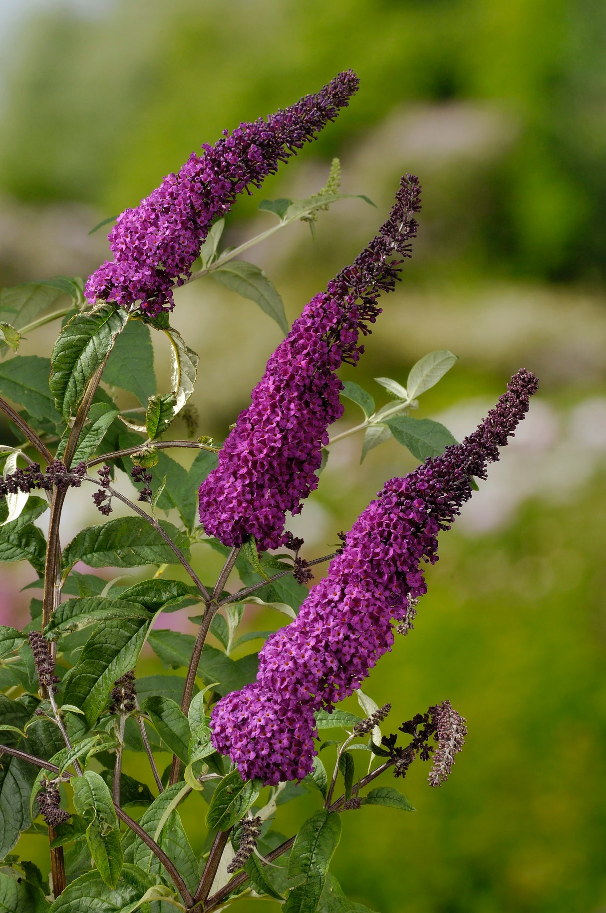 Syrenbuddleja 'Ile de France' co 1-pack