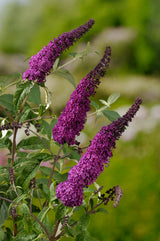 Syrenbuddleja 'Ile de France' co 1-pack
