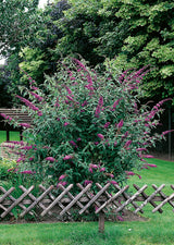Syrenbuddleja 'Ile de France' co 1-pack
