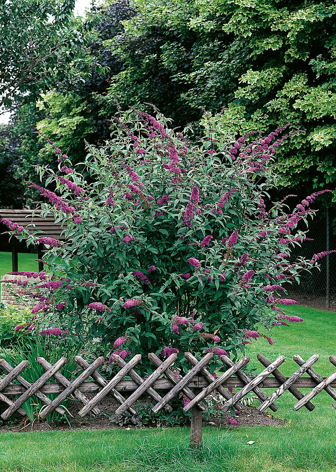 Syrenbuddleja 'Ile de France' co 3-pack