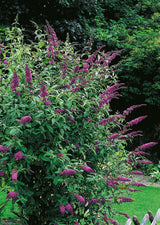 Syrenbuddleja 'Ile de France' co 3-pack
