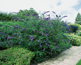 Syrenbuddleja 'Nanho Blue' 1-pack i kruka