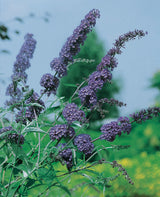 Syrenbuddleja 'Nanho Blue' 3-pack i kruka