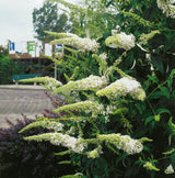 Syrenbuddleja 'White Profusion' 1-pack i kruka