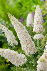 Syrenbuddleja 'White Profusion' 1-pack i kruka